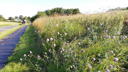 Grøftekant med vilde blomster