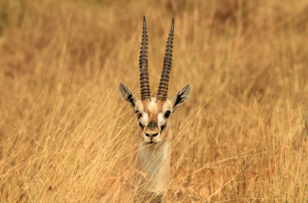 En gazelle på savannen