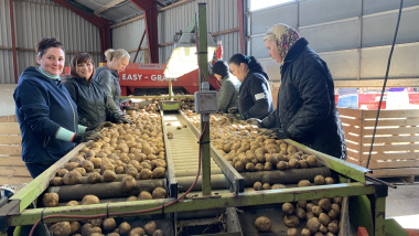 Ukrainske kvinder sorterer kartofler på Frijsenborg