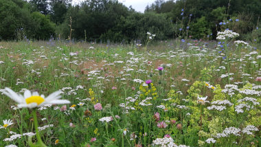 Højt græs og vilde blomster