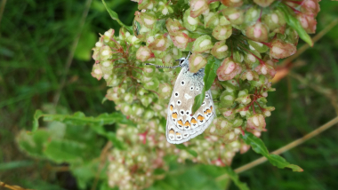 sommerfugl