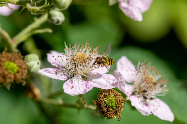 Billedet viser en bi der suger nektar fra en blomst