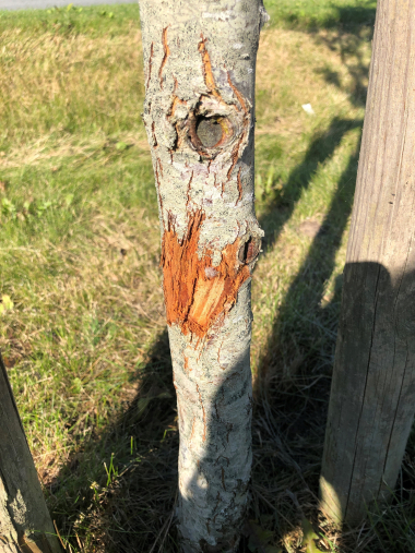 Træ med skade på bark og stamme
