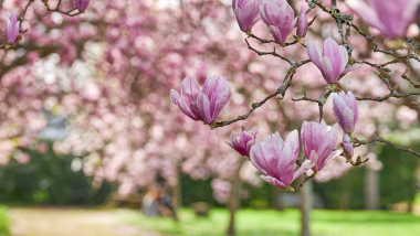 Magnoliatræer