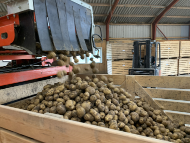 Sortering af kartofler på Søbygård ved Hammel