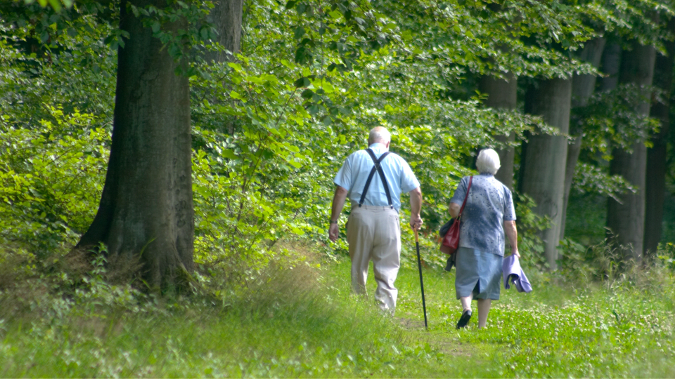 Ældre mennesker går i bøgeskov