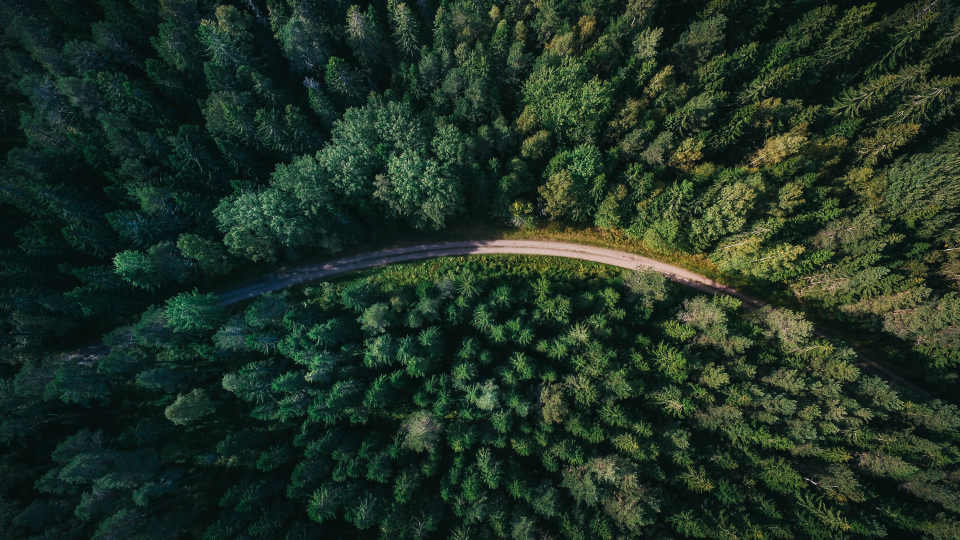 dronefoto af skov