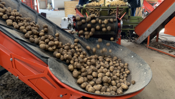 Kartoffelsortering på Frijsenborg