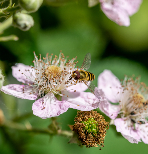 Billedet viser en bi der suger nektar fra en blomst