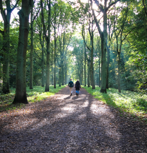 Par der går tur i en skov